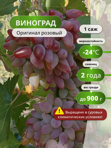 Изображение товара Виноград Оригинал розовый, среднепоздний , столовый, морозостойкий до - 23С 1 шт