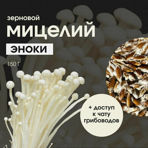 Мицелий эноки Семена грибов 499₽