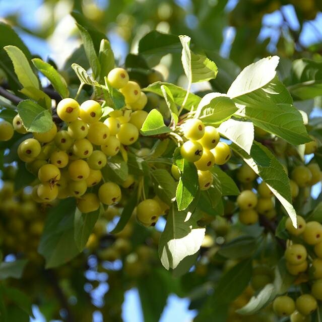 Яблоня декоративная Harvest Gold, Саженцы, С2 (2 литра), ЗКС - Деревья лиственные