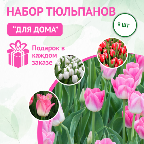 Луковицы тюльпанов набор для выращивания дома 9 шт