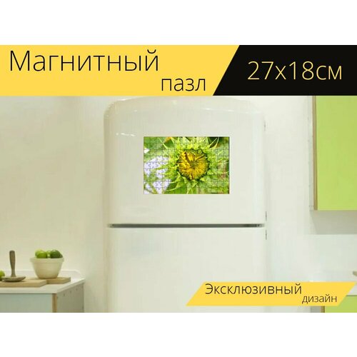 Магнитный пазл Подсолнечник, цветок, бутон на холодильник 27 x 18 см. магнитный пазл подсолнечник бутон лепестки на холодильник 27 x 18 см