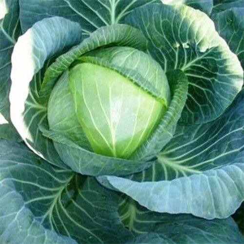 Капуста Белокочанная Галакси F1 (Seminis/Голландия) (семена). Holland Bulbs.