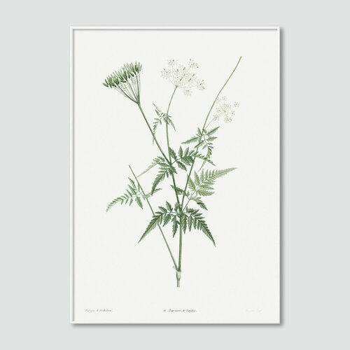 Постер в раме 50х70 Postermarkt, Иллюстрация Растения №4