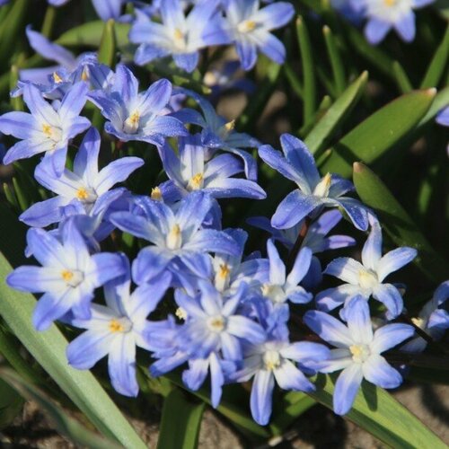 Хионодокса Форбса (5 луковиц). Holland Bulbs (Голландия).