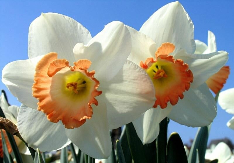 Нарцисс Spellbinder 5 шт