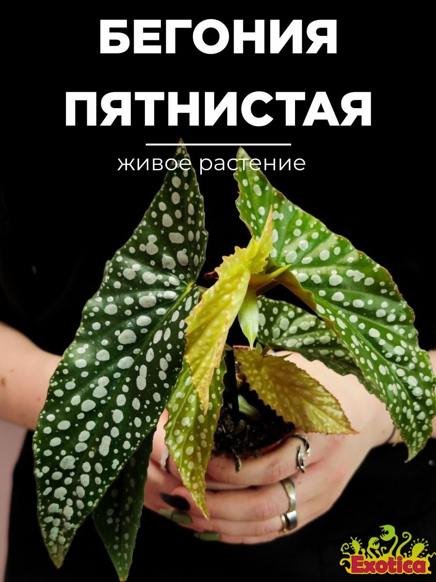 Бегония Пятнистая Сильвер Спот (Begonia Maculata Silver Spotted) D6см комнатное растение