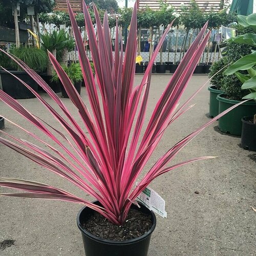 Кордилина пурпурная (Cordyline AUSTRALIS), семена