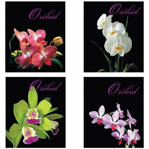 Тетрадь А5, 48 л, BRAUBERG, клетка, обложка картон, орхидеи, 401287 (цена за 20 шт) тетрадь а5 48 л brauberg клетка обложка картон орхидеи 401287 цена за 20 шт