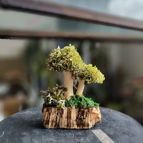 Сувенирное деревце Цетрария 