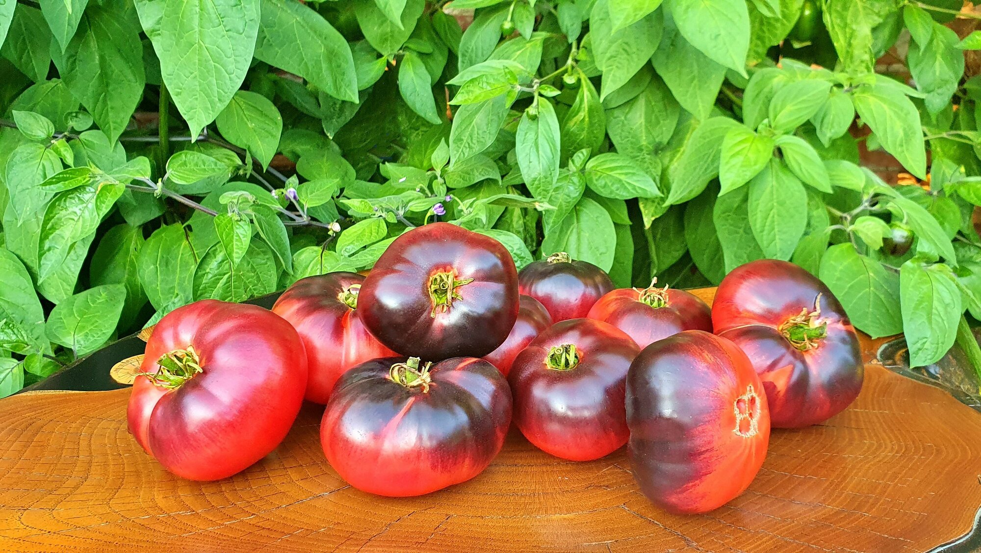 Семена Томат аметистовая красота (Amethyst Jewel) / Seeds And Goods / в пакетике zip-lock без полиграфии 10 семян