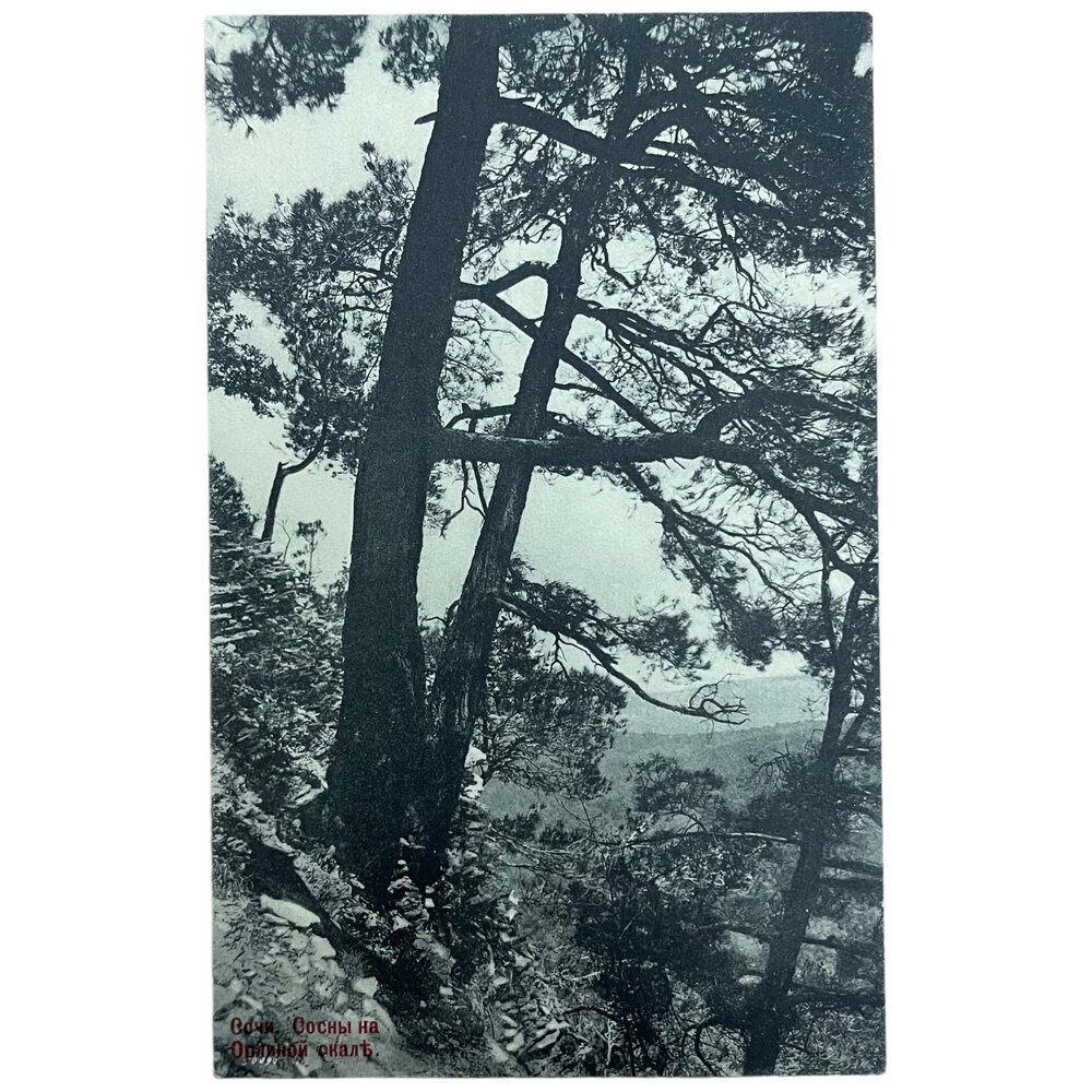 Почтовая открытка "Сочи. Сосны на Орлиной скале" 1900-1917 гг. Российская Империя