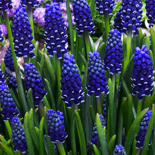 Мускари DARK EYES (10 луковиц)