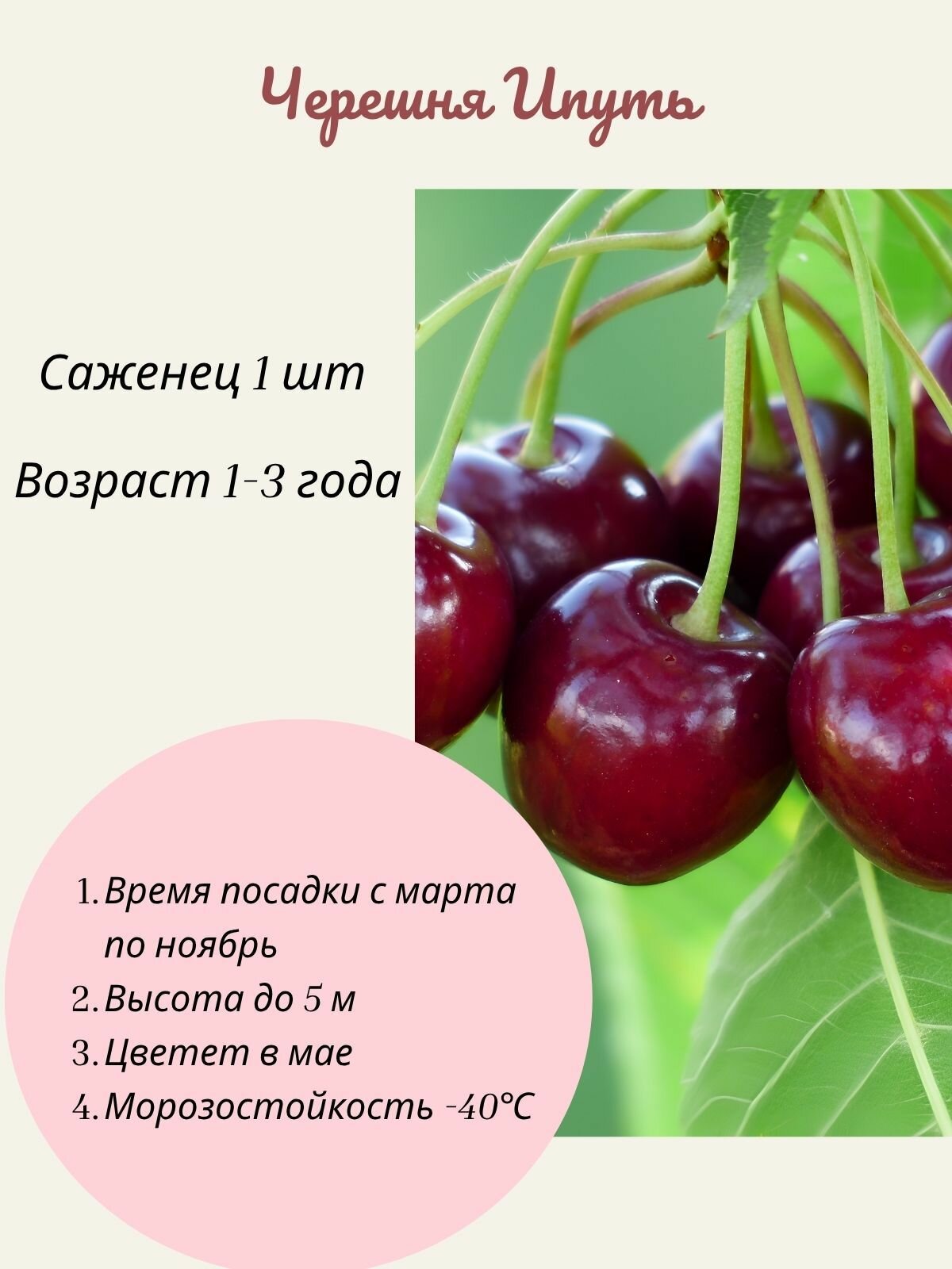 Черешня Ипуть саженец 1 шт