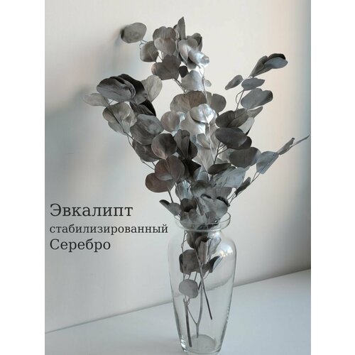 Эвкалипт стабилизированный