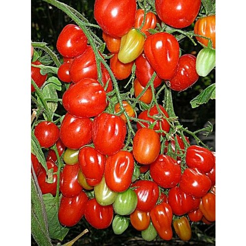 Коллекционные семена томата Аккордеон