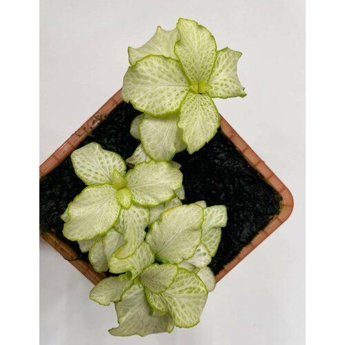 Фиттония Джосан (Fittonia albivenis) - Жёлтый