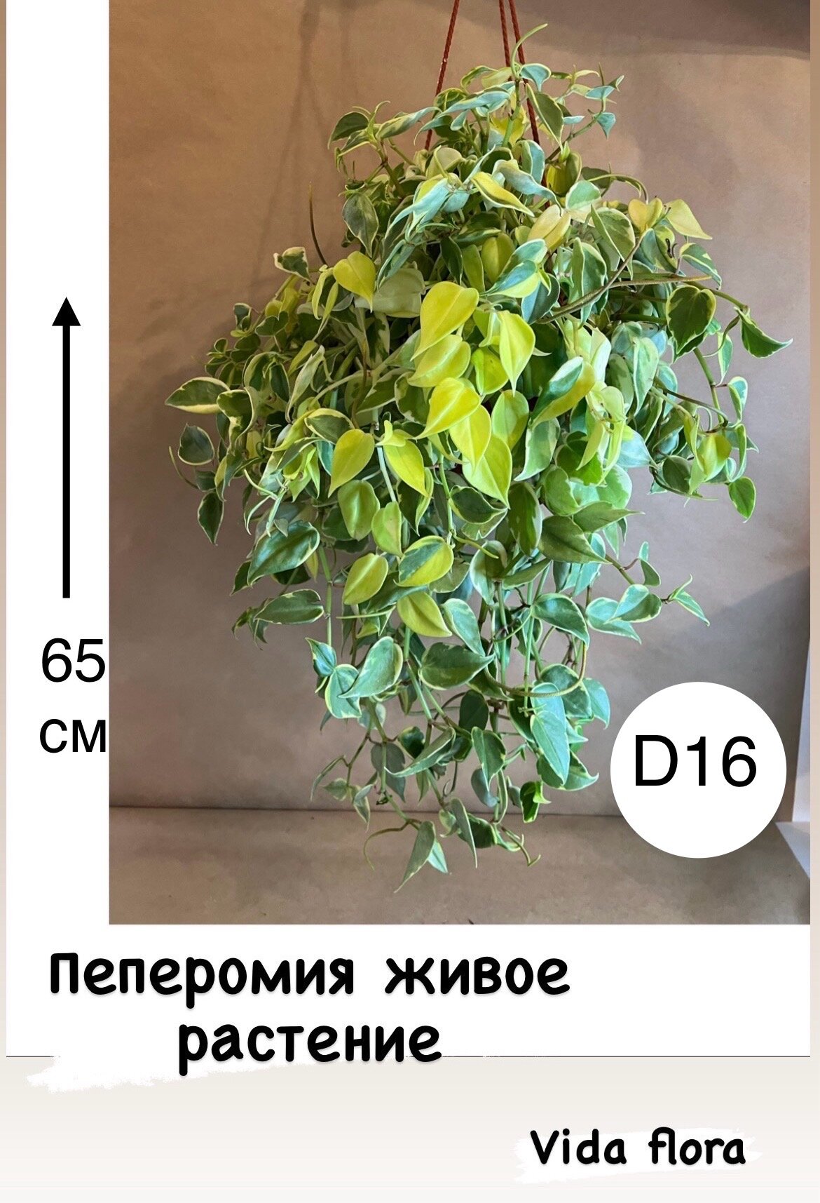 Пеперомия живая подвесная H 65 см