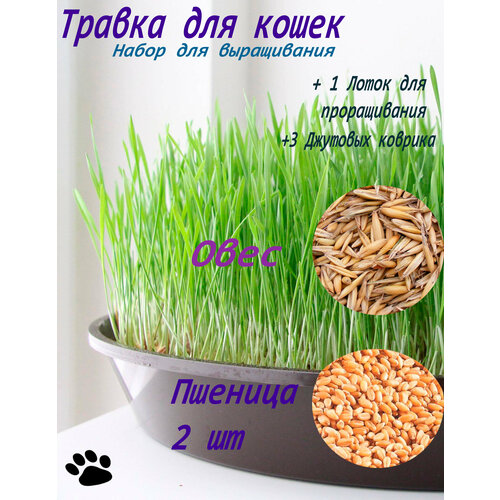 Набор для выращивания кошачьей травки