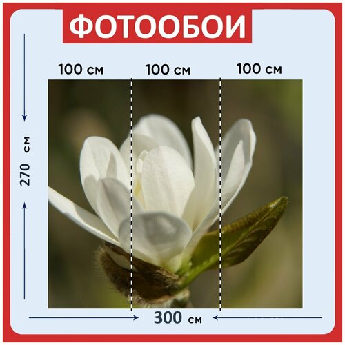 Фотообои Магнолия стеллата белый 300x270 см флизелиновыена стену 3940₽