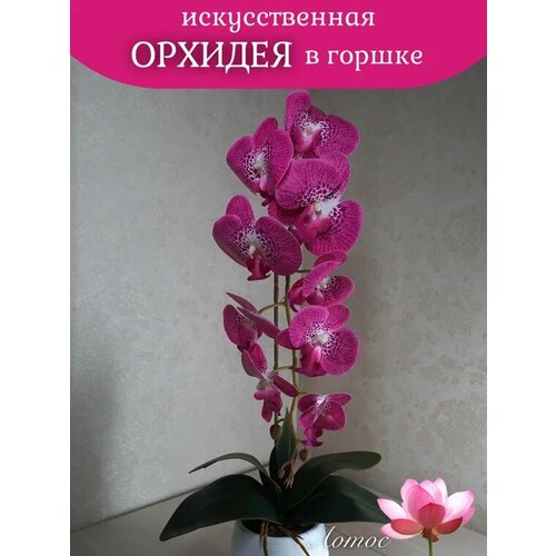 Орхидея в горшке 7 1200₽