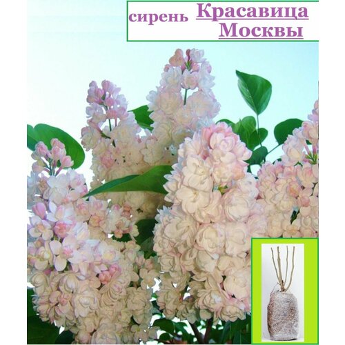 Сирень Красавица Москвы