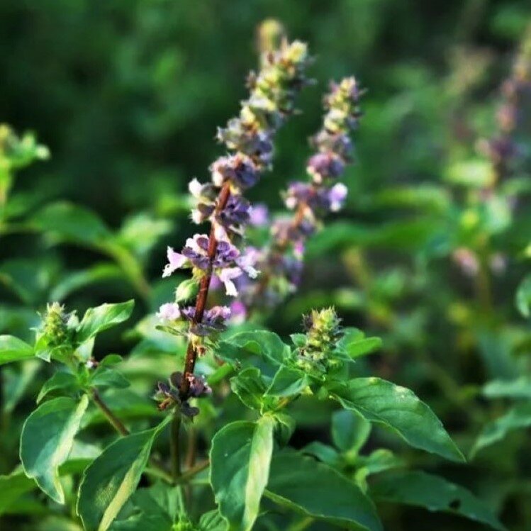 Семена Орешка Кришна Туласи (Священный Базилик, Ocimum sanctum, Базилик тонкоцветный) 100 шт.