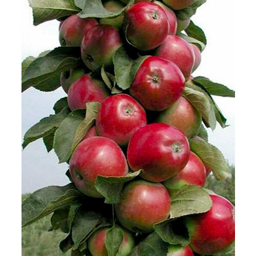 Яблоня Колоновидная Валюта, Саженцы, С2 (2 литра), ЗКС - Деревья лиственные яблоня скала саженцы с2 2 литра зкс деревья лиственные
