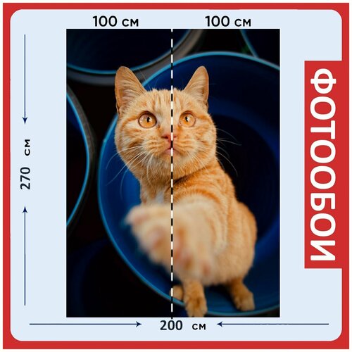 Фотообои Кошка полосатый оранжевый кот 200x270 см флизелиновыена стену 2960₽