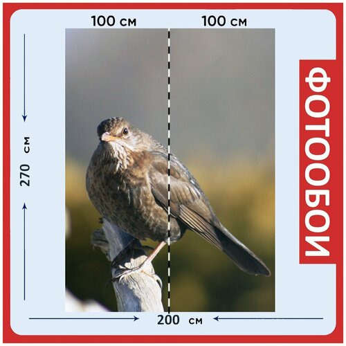 Фотообои Черный дрозд птица чернить 200x270 см флизелиновыена стену 2980₽