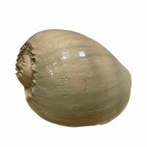 Натуральная морская ракушка Мело диадема 24-27 см.