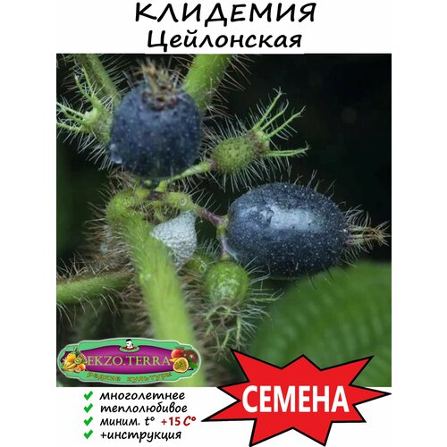 Семена Клидемия Цейлонская Clidemia hirta 1 шт.