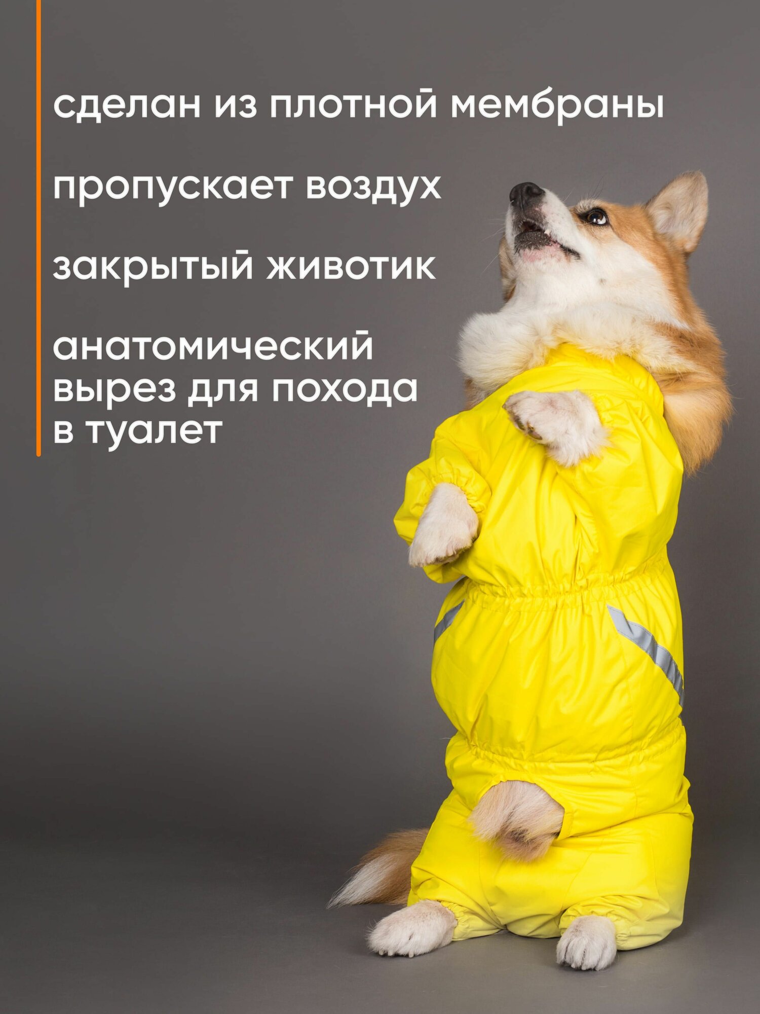 Водоотталкивающий комбинезон DiploDog для Корги (Пол: мальчик), Одежда для Корги (Пол: мальчик) — фото 1