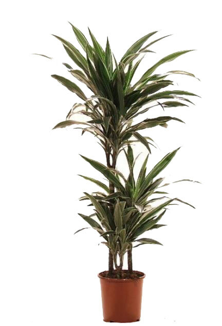 Драцена Варнески - Dracaena Warneckei D25 H110