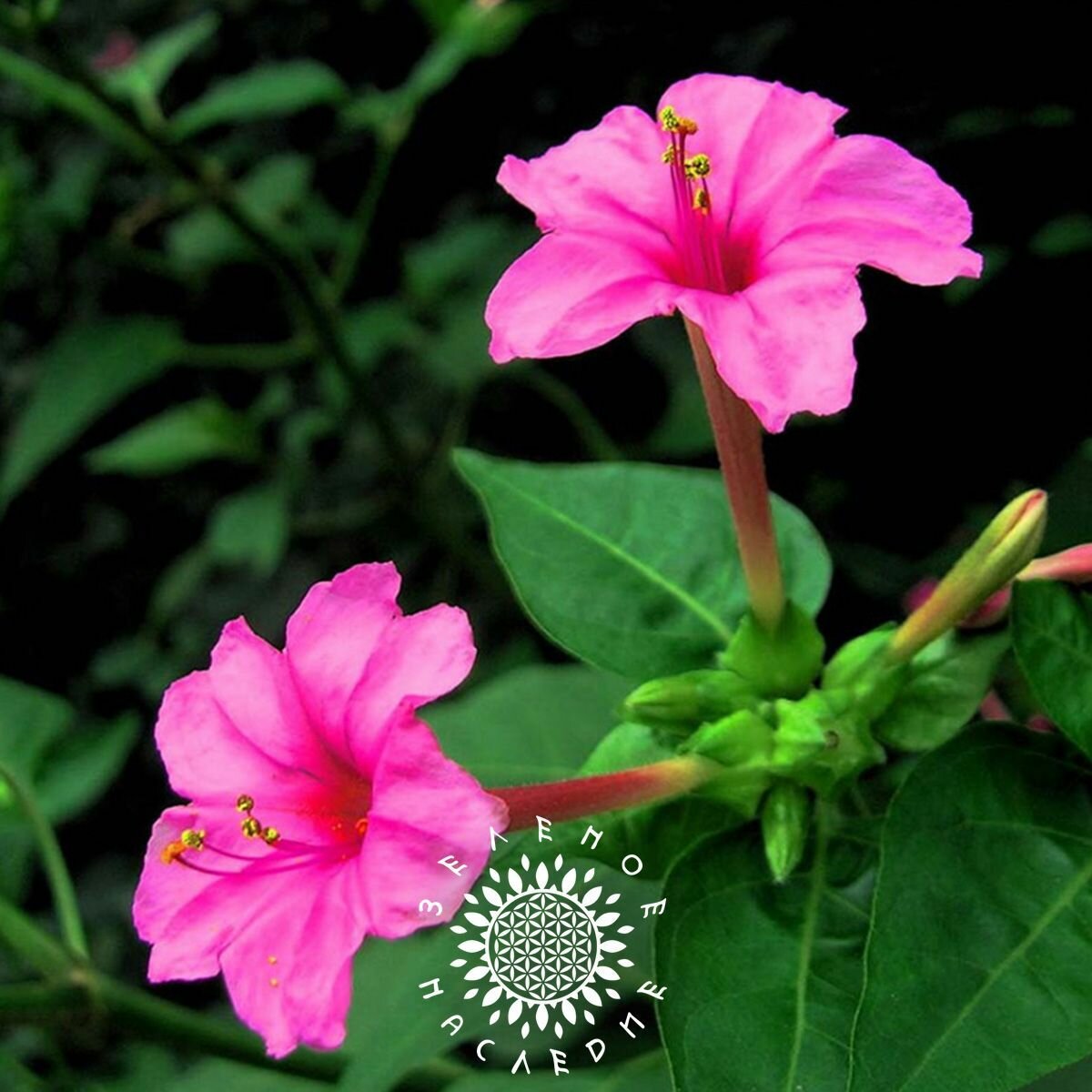 Семена Ночная красавица - Мирабилис слабительный (лат. Mirabilis jalapa) 5 шт