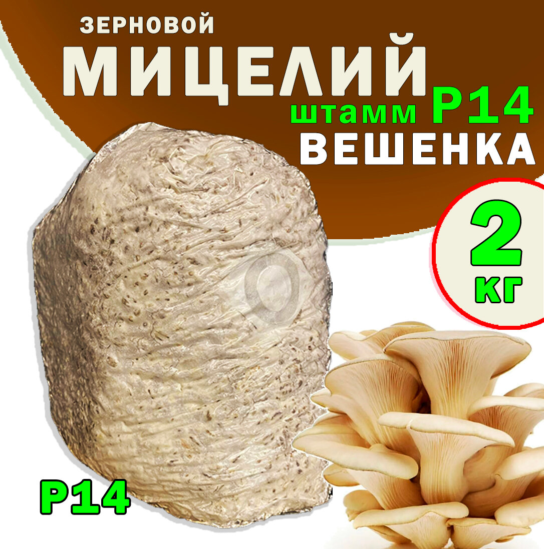 Мицелий вешенки зерновой семена грибов (штамм Р-14) - 2 кг