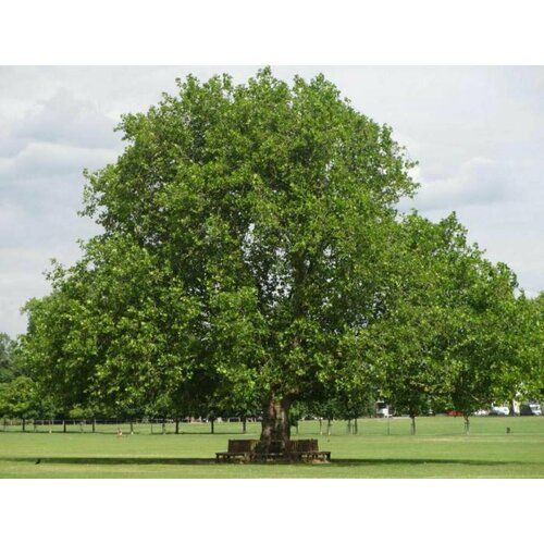 Платан восточный (лат. Platanus orientalis) семена 300шт + подарочек