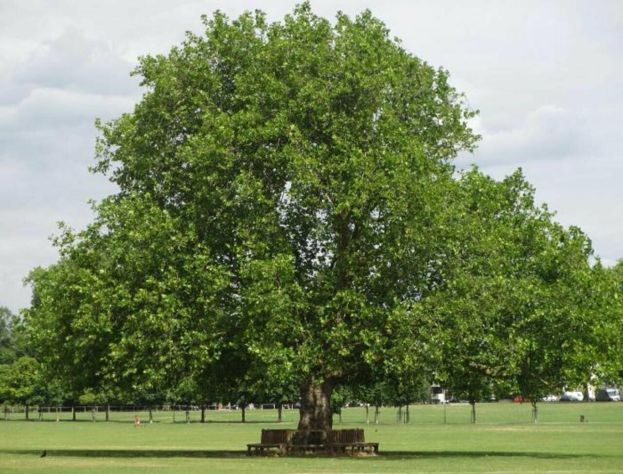 Платан восточный (лат. Platanus orientalis) семена 300шт + подарочек