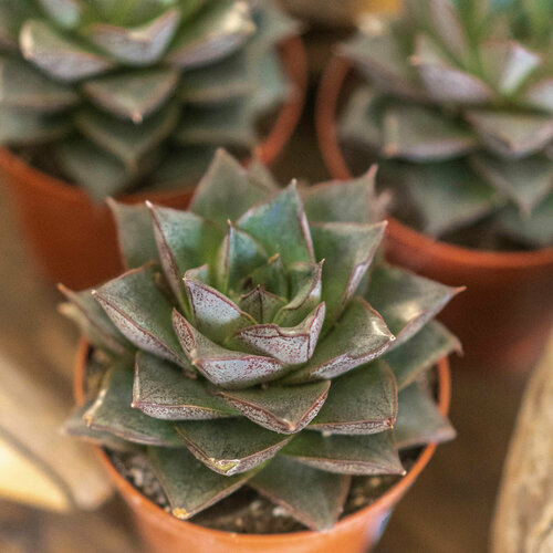 Суккулент Каменная роза 1 шт 1110₽