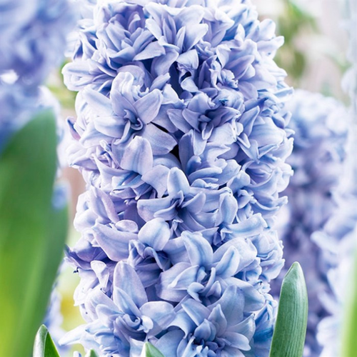 Гиацинт махровый Blue Tango(2 луковицы)