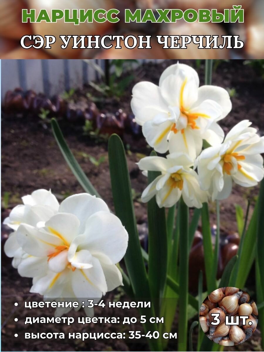 Нарцисс махровый. луковицы 3 штуки
