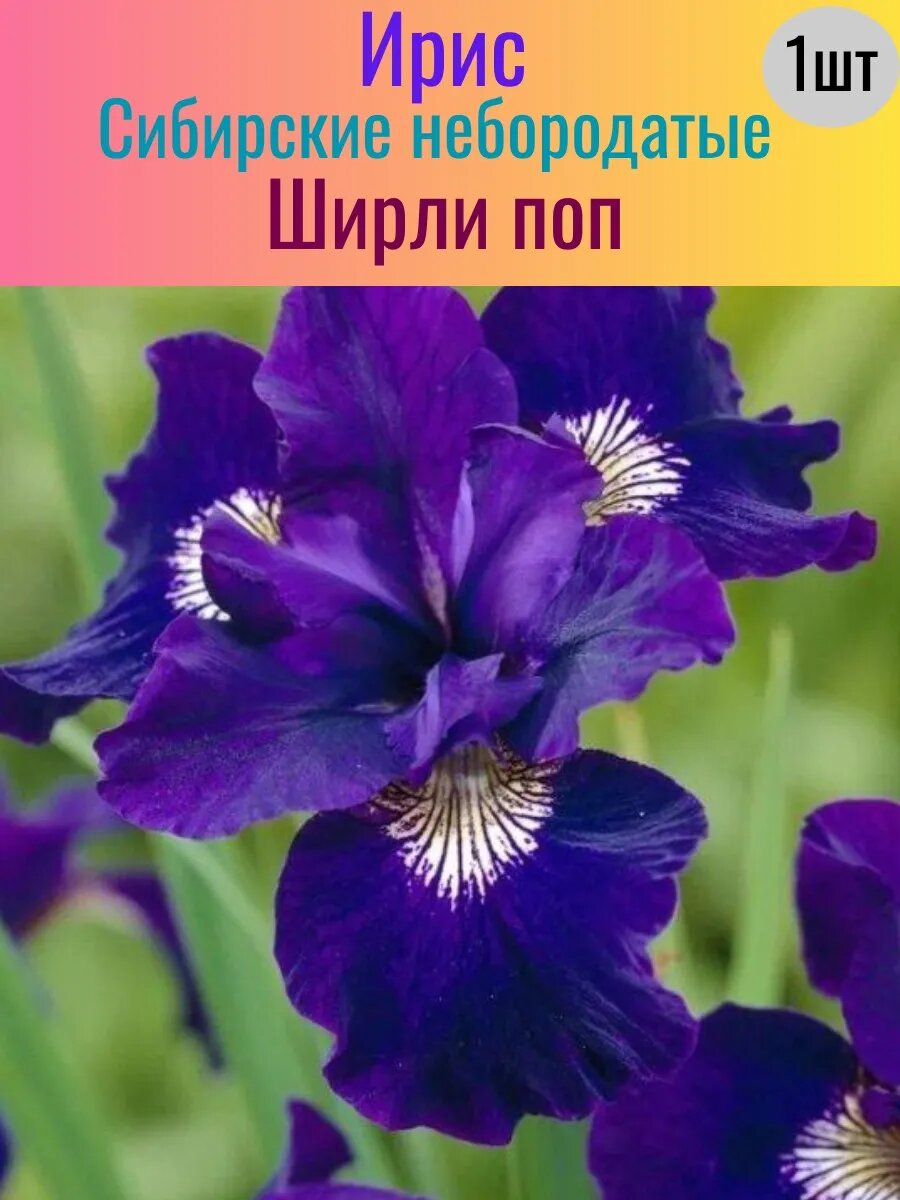 Ирис корневой 1 штука