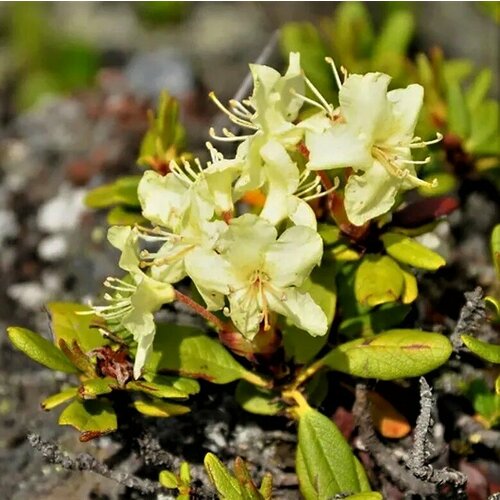 Семена Орешка Рододендрон золотистый (кашкара, Rhododendron aureum) 25 шт. семена рододендрон шлиппенбаха розовый rhododendron schlippenbachii 25 штук