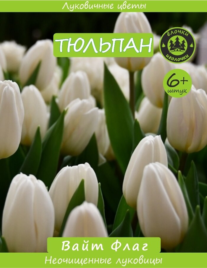 Тюльпан Луковица Вайт Флаг 6  шт  Ёлочки иголочки 