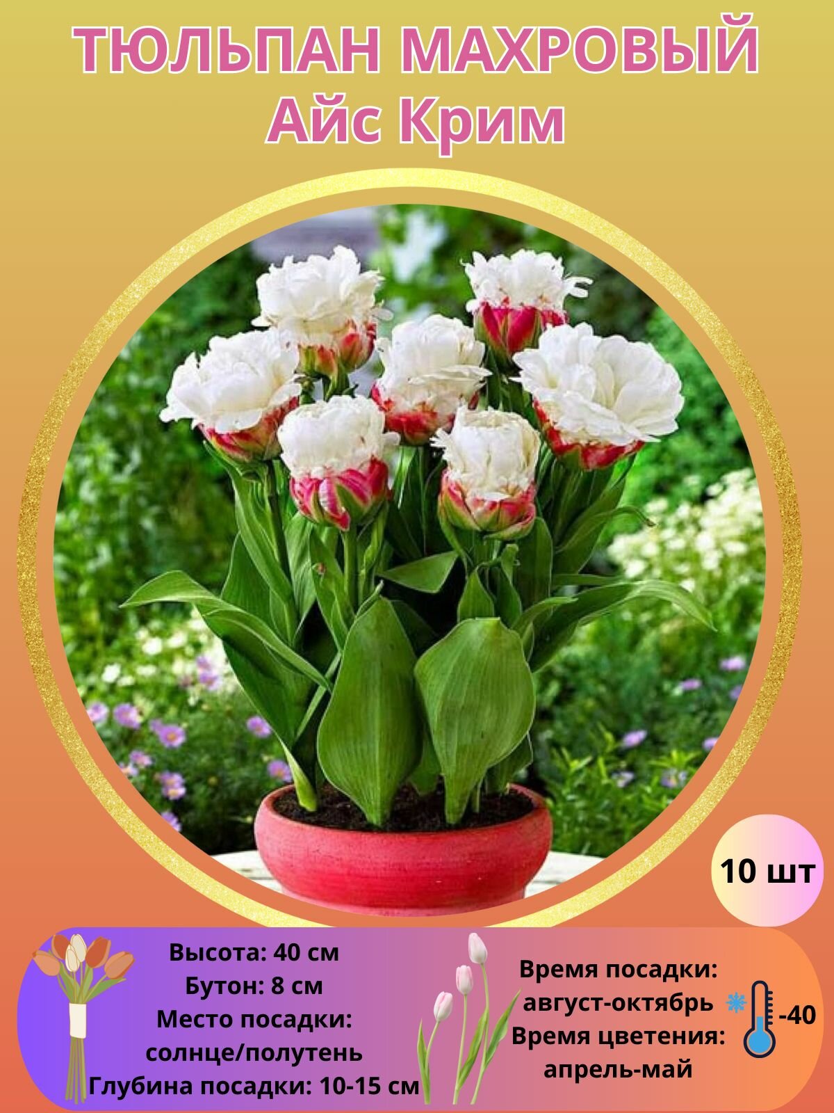 Тюльпан Айс Крим  многолетние цветы  луковицы 10шт