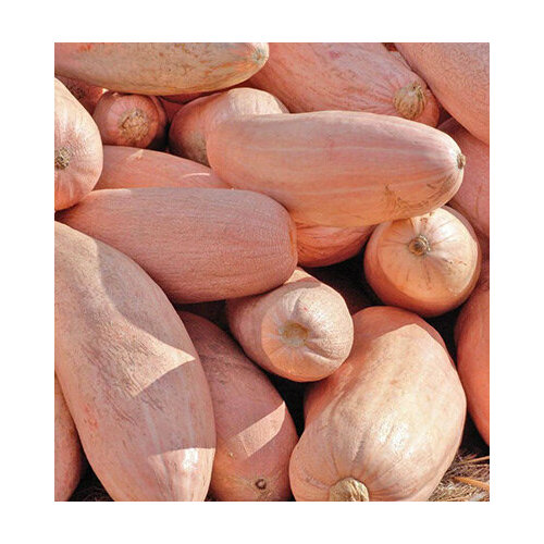 Семена тыквы Розовый Банан (от 5 до 18 кг) 1 гр.