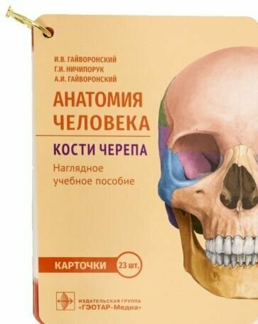 Гайворонский, гайворонский, ничипорук: анатомия человека. кости черепа. 23 карточки