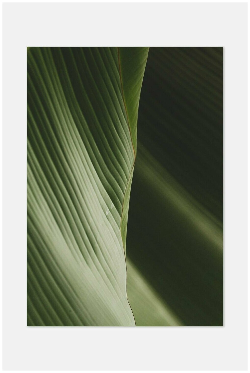 Постер для интерьера Postermarkt 40х50 см в тубусе Зелёный #26