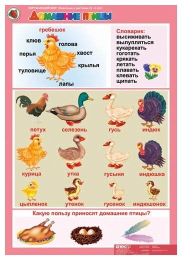 Проект домашние птицы в средней группе Проект домашние птицы в средней группе