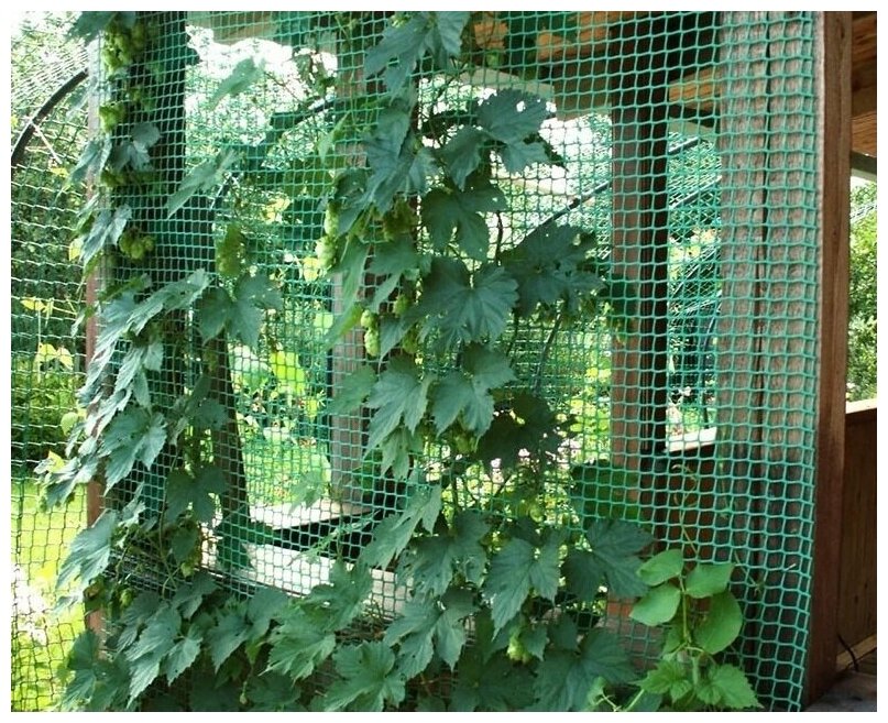 Пластиковая сетка для винограда пластиковая, ячейки 90х100 мм, рулон 1x10 м, цвет зеленый, для выращивания винограда и других вьющихся растений - фотография № 5