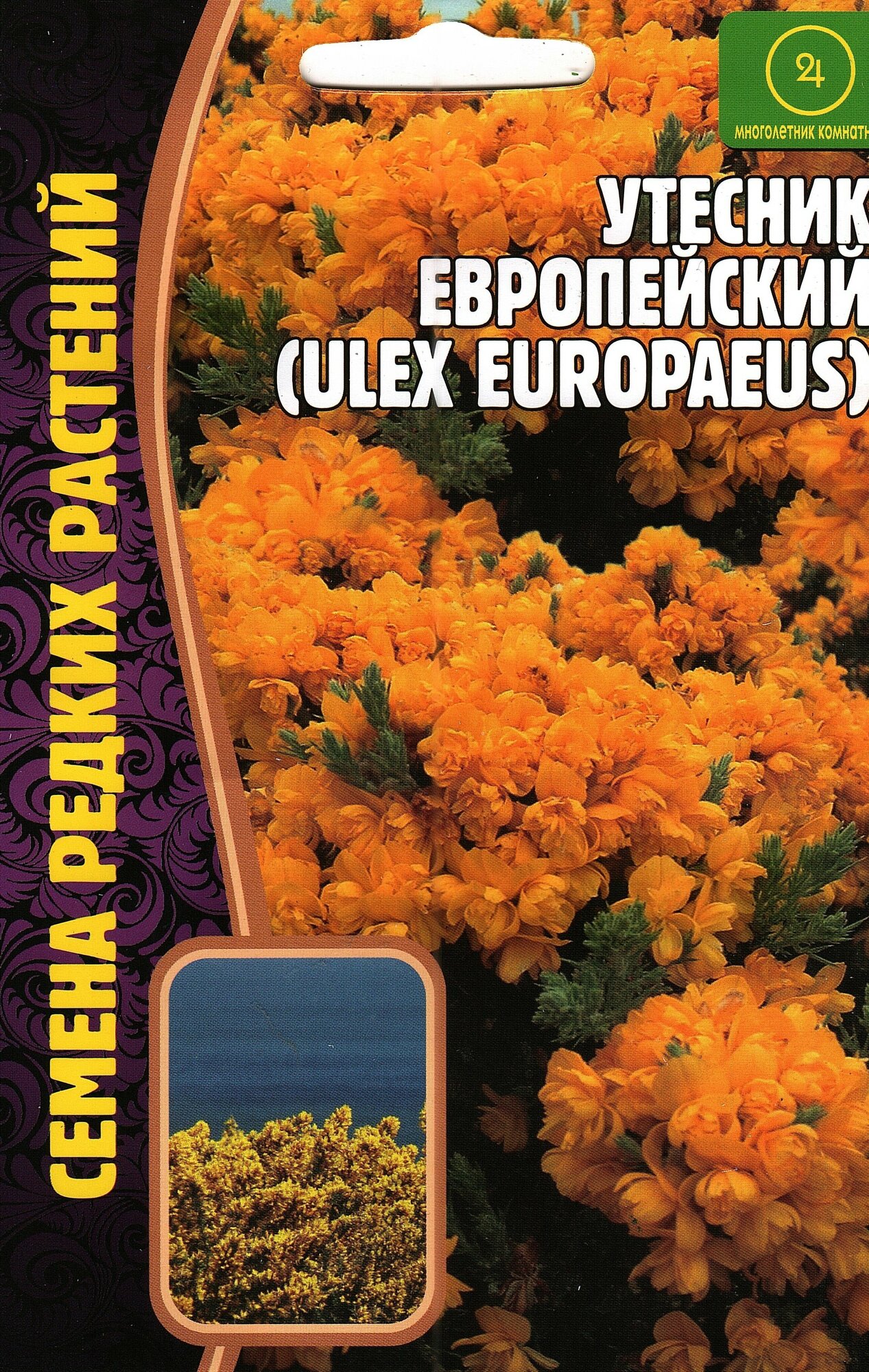 Утёсник Европейский / ULEX EUROPAEUS, многолетник комнатный ( 1 уп : 30 семян )